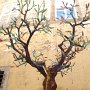 Albero della vita c